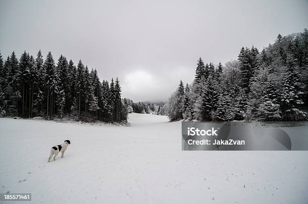 Photo libre de droit de La Neige Recouvert De Prairie Darbres Sur Un Jour De Pluie banque d'images et plus d'images libres de droit de Arbre