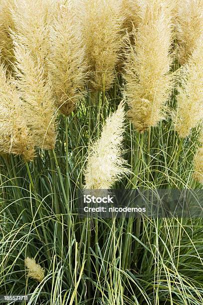 Phragmites Trzcina Pospolita - zdjęcia stockowe i więcej obrazów Bez ludzi - Bez ludzi, Dzikie zwierzęta, Fotografika