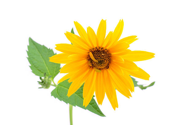 istock Beautiful orange flower isolated on a white 185571761