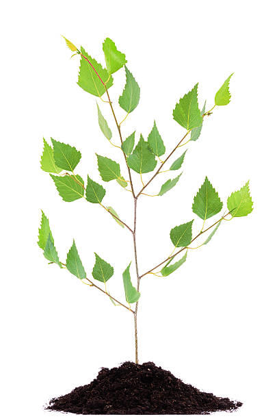 istock Birch tree growing seedling in soil pile isolated on white 185571811