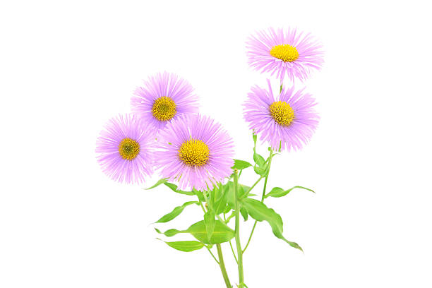 istock Pink chrysanthemum flower on a white background 185571888