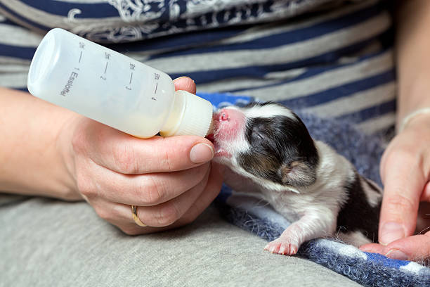 Puppy fed of baby bottle Little puppy Papillon fed of baby bottle newborn animal stock pictures, royalty-free photos & images