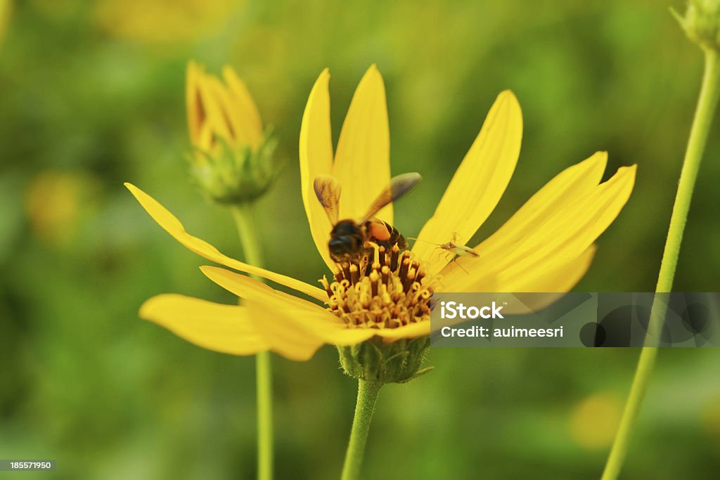 jerusalem-Artischocken-Sonnenblume - Lizenzfrei Artischocke Stock-Foto