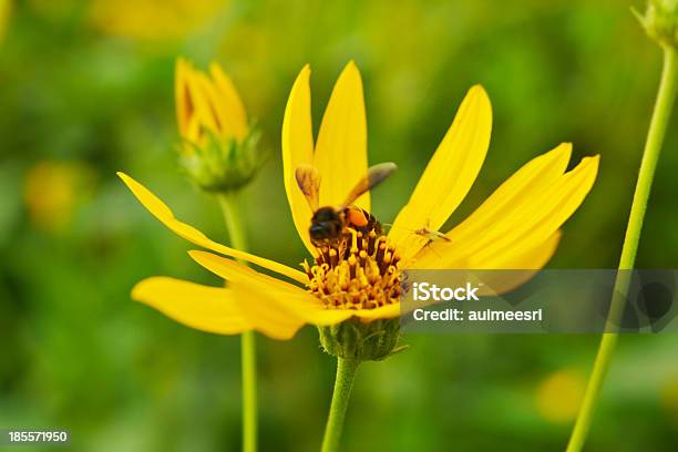 Jerusalemartischockensonnenblume Stockfoto und mehr Bilder von Artischocke - Artischocke, Baumblüte, Biene