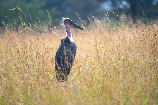 A Marabou Stork with the savannah in the background in the Serengeti Plains – Tanzania