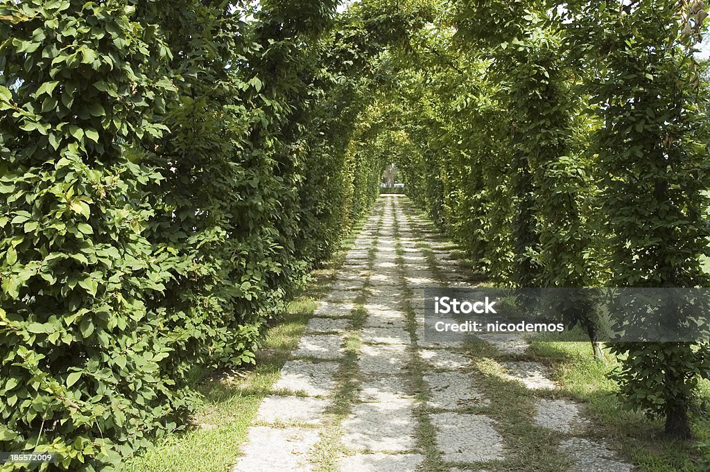 Vert Tunnel - Photo de Couleur verte libre de droits