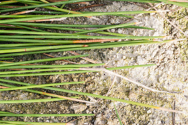 istock Abstract detail of  cane plant. 185572010
