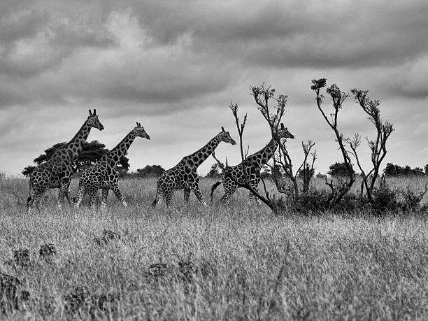 istock Four giraffes are following each other 185572140