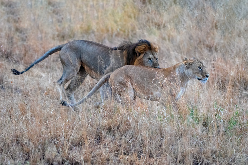 Running Together, A pair of lions running close together in the Serengeti plains - Tanzania
