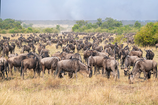 a group of wildebeests running with dust in the savannah during the great migration in the Serengeti plains - Tanzania