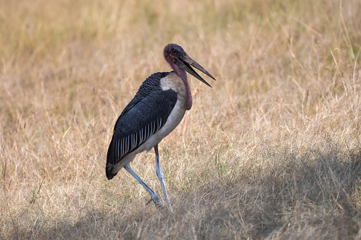 A Marabou Stork with the savannah in the background in the Serengeti Plains – Tanzania