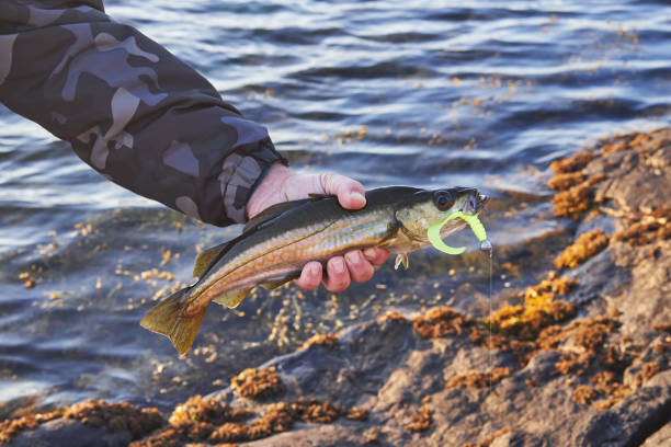 istock Baby cod fish pollock or pollack in fisherman hand. 1855725248