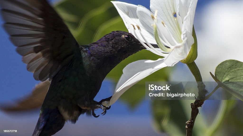 Humingbird flying catching and eating from a white flower Dark adult grown up hummingbird bird flying ad catching with their feets a white flower, surrounded by green leaves. Adult Stock Photo