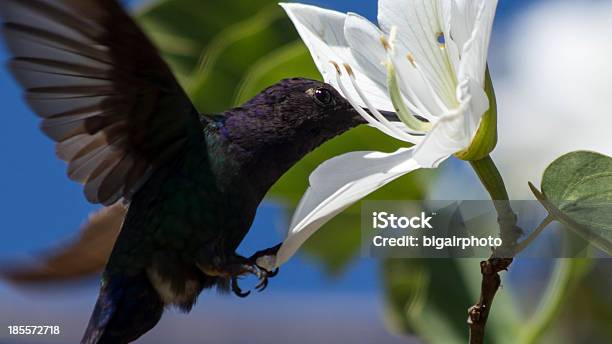 Humingbird Flying Catching And Eating From A White Flower Stock Photo - Download Image Now
