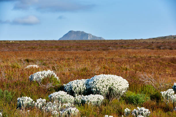 istock The wilderness of Cape Point National Park 1855728893