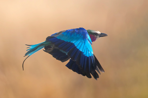 Colors in flight - A lilac breasted roller in flight with wonderful background in Tarangire National Park – Tanzania