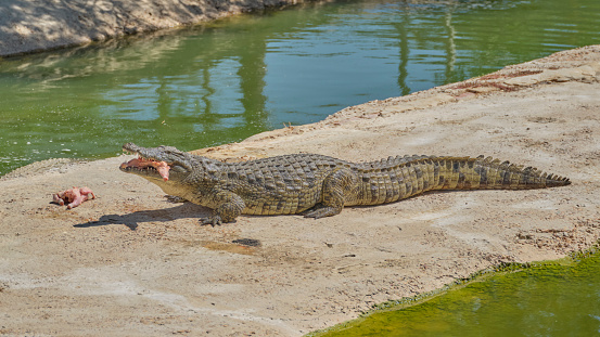 Crocodiles bask in the sun. Adult Dangerous Crocodile in Green Water