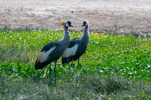 Grey Crowned Crane (Balearica Regulorum) Couple on Tree Top. Lake Mburo, Uganda