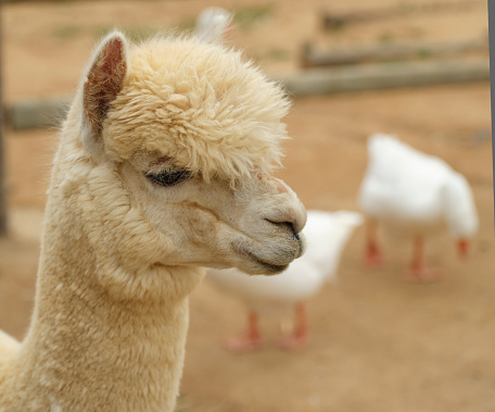 White Alpaca, a white alpaca in a green meadow. Selective focus on the head of the alpaca. photo of head.