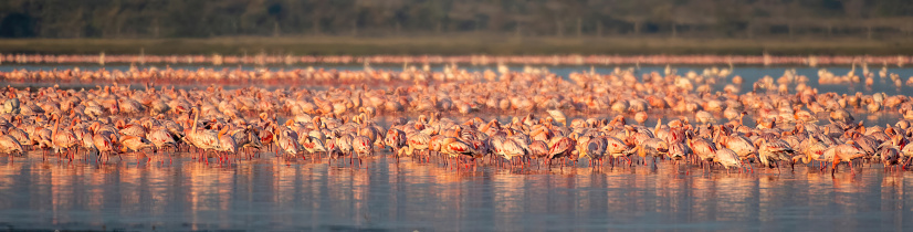 a huge group of lesser flamingos at dawn in Lake Elementatia with beautiful light panoramic view - Kenya