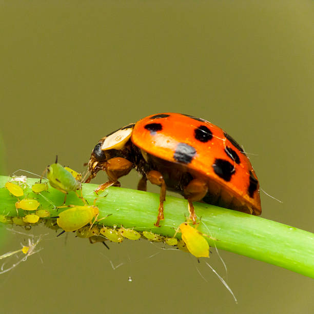 Ladybird attack aphids Ladybird attacking Aphids on the endangered plant ladybug stock pictures, royalty-free photos & images