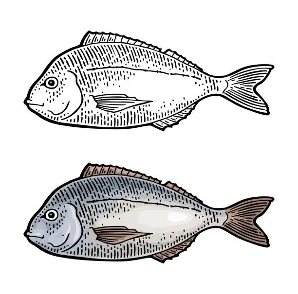 Vector illustration of Whole fresh fish dorado. Vector engraving vintage