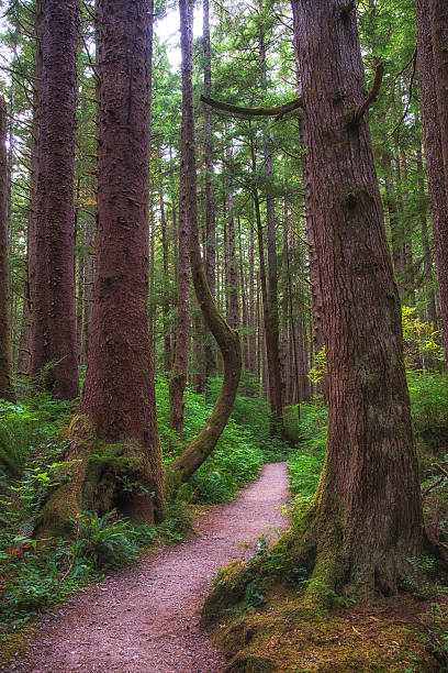 hiking trail, Olympic National Park stock photo