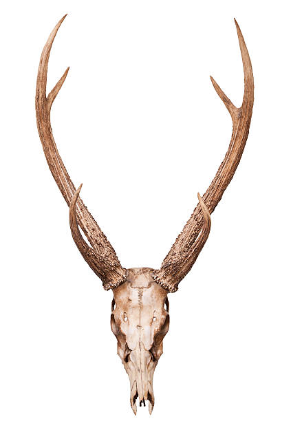 istock sambar deer skull horn isolated on white backgorund 185575212
