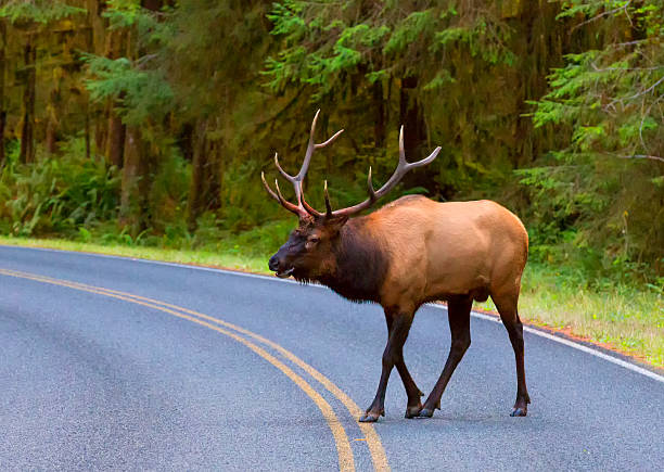 istock Elk Crossing the Road 185575288