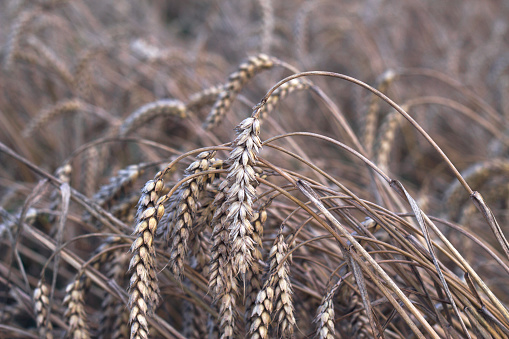 ripe and dry ears of wheat in summer field before harvesting