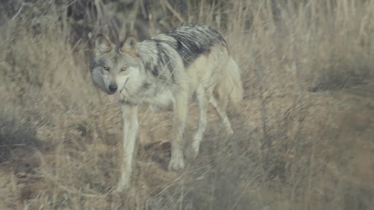 Mexican gray wolf (Canis lupus baileyi)