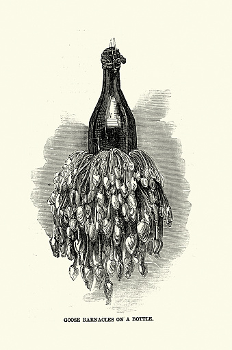 Vintage illustration of Goose barnacles, also called stalked barnacles or gooseneck barnacles growing on a bottle, Victorian, 1850s