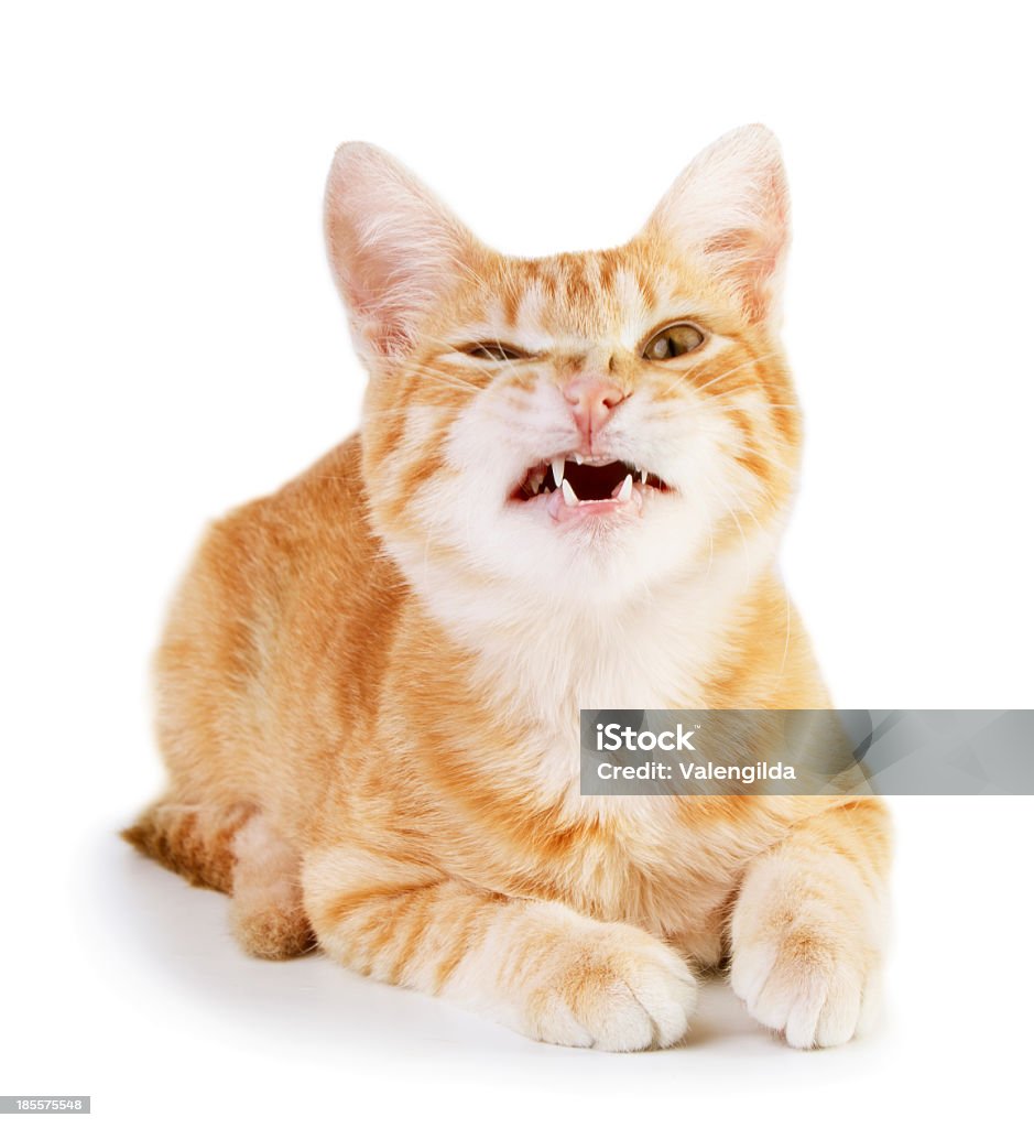 Gatto arrabbiato - Foto stock royalty-free di Gatto domestico