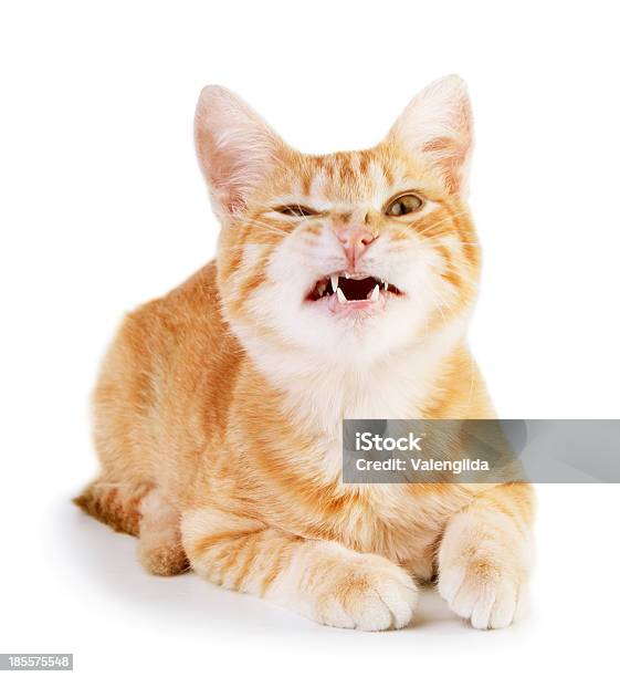 Gatto Arrabbiato - Fotografie stock e altre immagini di Gatto domestico - Gatto domestico, Contrariato, Bizzarro