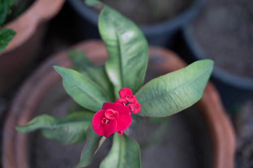 Close-up of brightly colored aniseed flowers in the house.