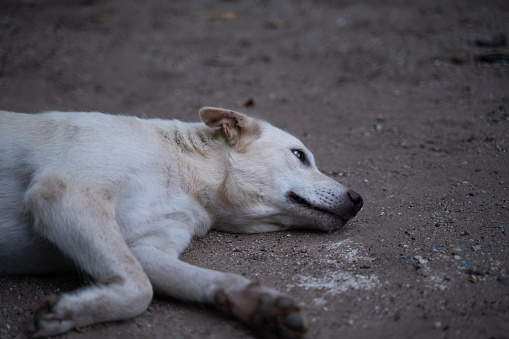 The white dog lay exhausted, its expression looking hopeless on the ground.
