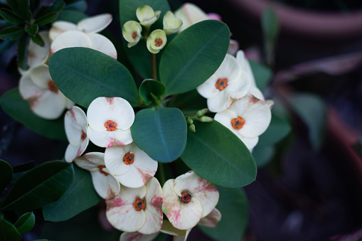 Close-up of a creamy white  aniseed flower in the house.