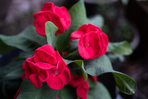 Close-up of brightly colored aniseed flowers in the house.