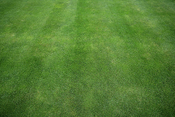 istock green grass football field 185576646