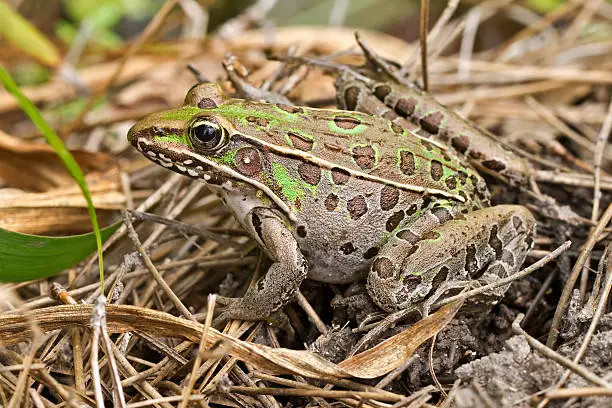 Photo of Southern Leopard Frog in pine needles