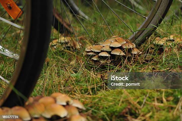 Na Bicicleta Para Cogumelos - Fotografias de stock e mais imagens de Ao Ar Livre - Ao Ar Livre, Apodrecer, Bicicleta