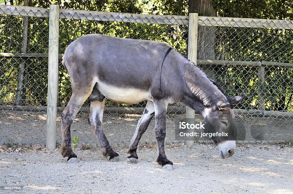 Donkey Gray donkey behind fence on a farm Animal Stock Photo