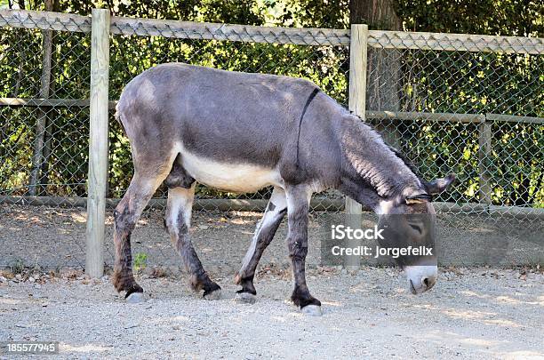 Donkey Stock Photo - Download Image Now - Animal, Animals In Captivity, Domestic Animals