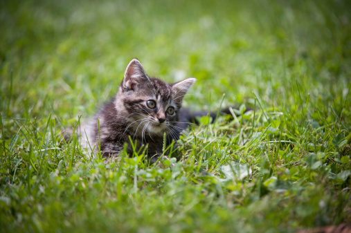Cute tabby American shorthair baby kitten playing in green grass