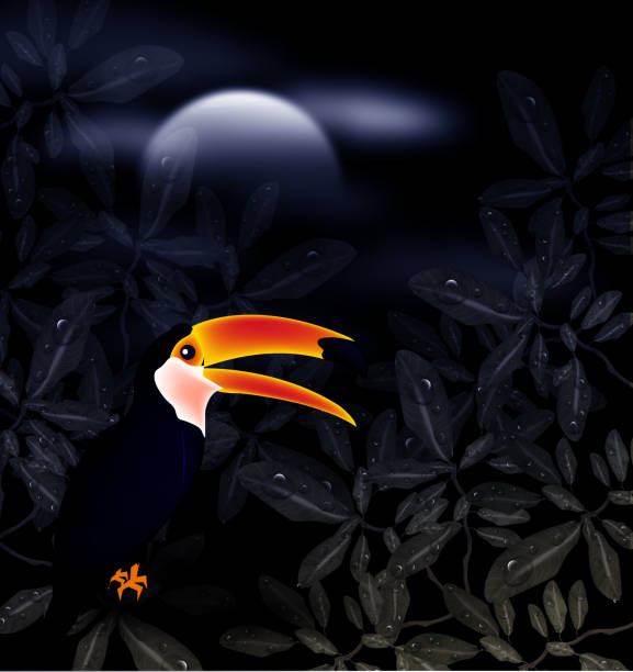 달빛의 큰부리새 - hornbill computer graphic multi colored nature stock illustrations