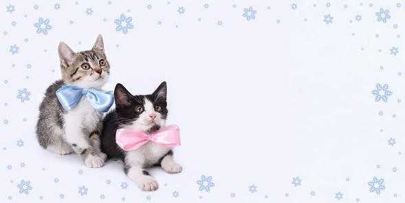 Two Kittens boy and girl. Two little kittens with blue and pink ribbon on a white background.\nTiny kitten with bow tie. Valentines Day. Love. Greeting card congratulations on a newborn boy girl