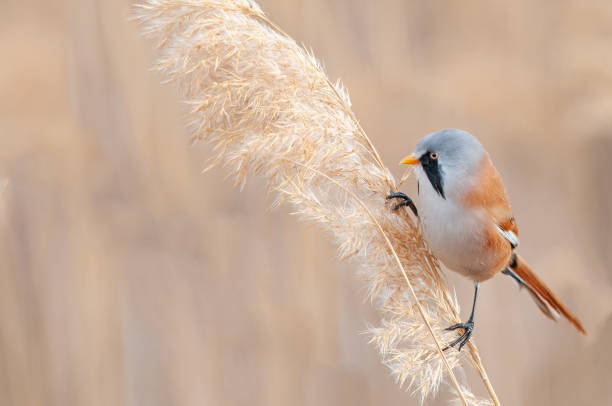 istock Male Bearded Reedling (Panurus biarmicus) feeding in reeds. 1855795773