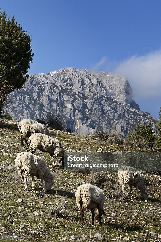 Flock of sheep in sierra sur de Jaen mountains Flock of sheep in sierra sur de Jan mountains, Andalusia, Spain Andalusia Stock Photo