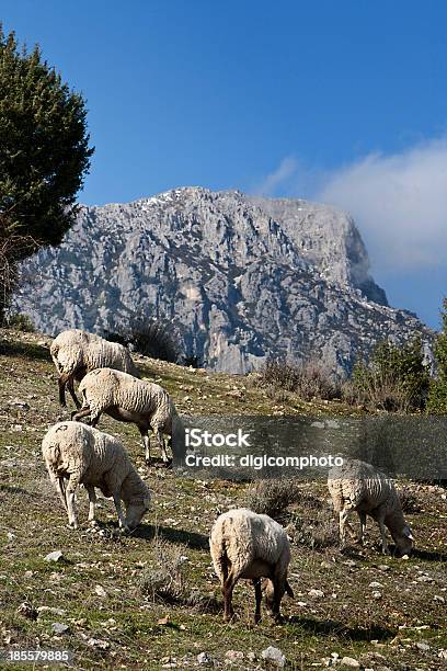 Flock Of Sheep In Sierra Sur De Jaen Mountains Stock Photo - Download Image Now - Andalusia, Animal, Cloud - Sky