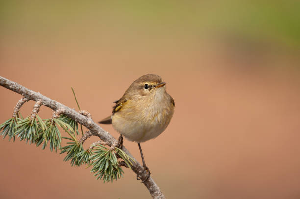 istock Common Chiffchaff (Phylloscopus collybita) standing on a tree branch. Small, pretty, songbird. Blurred natural background. 1855800949